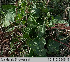 Rumex obtusifolius (szczaw tępolistny)