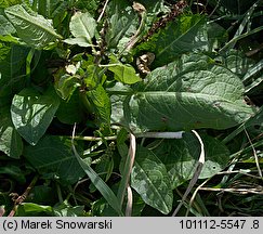 Rumex obtusifolius (szczaw tępolistny)