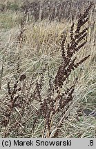 Rumex crispus (szczaw kędzierzawy)