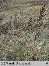 Rumex crispus (szczaw kędzierzawy)