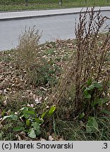 Rumex obtusifolius (szczaw tępolistny)