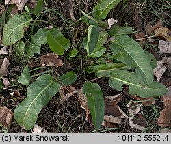 Rumex obtusifolius (szczaw tępolistny)