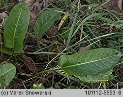 Rumex obtusifolius (szczaw tępolistny)