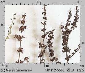 Rumex obtusifolius (szczaw tępolistny)