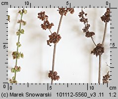 Rumex obtusifolius (szczaw tępolistny)