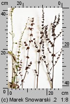 Rumex obtusifolius (szczaw tępolistny)