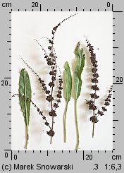 Rumex crispus (szczaw kędzierzawy)