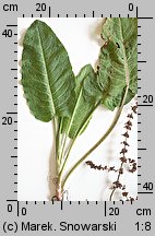 Rumex obtusifolius (szczaw tępolistny)