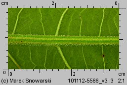 Rumex obtusifolius (szczaw tępolistny)