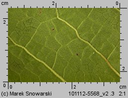 Rumex obtusifolius (szczaw tępolistny)