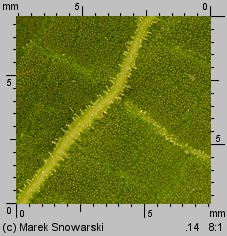 Rumex obtusifolius (szczaw tępolistny)