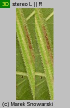 Rumex obtusifolius (szczaw tępolistny)