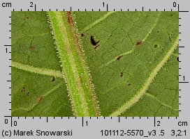 Rumex obtusifolius (szczaw tępolistny)