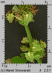 Rumex obtusifolius (szczaw tępolistny)