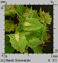 Rumex obtusifolius (szczaw tępolistny)