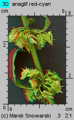 Rumex obtusifolius (szczaw tępolistny)