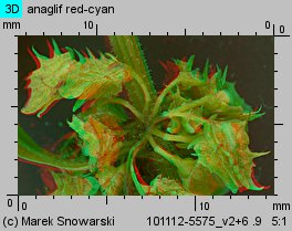 Rumex obtusifolius (szczaw tępolistny)