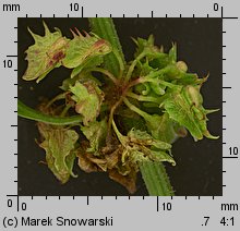 Rumex obtusifolius (szczaw tępolistny)