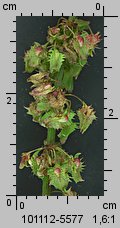 Rumex obtusifolius (szczaw tępolistny)