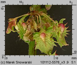 Rumex obtusifolius (szczaw tępolistny)