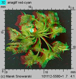 Rumex obtusifolius (szczaw tępolistny)