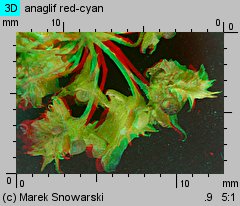 Rumex obtusifolius (szczaw tępolistny)