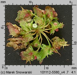 Rumex obtusifolius (szczaw tępolistny)