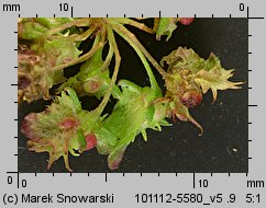 Rumex obtusifolius (szczaw tępolistny)