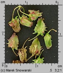 Rumex obtusifolius (szczaw tępolistny)