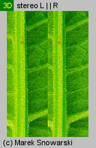 Rumex obtusifolius (szczaw tępolistny)