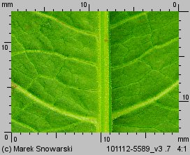 Rumex obtusifolius (szczaw tępolistny)