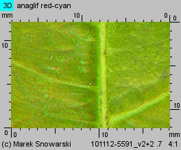 Rumex obtusifolius (szczaw tępolistny)