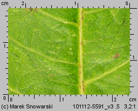 Rumex obtusifolius (szczaw tępolistny)