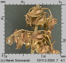 Rumex obtusifolius (szczaw tępolistny)