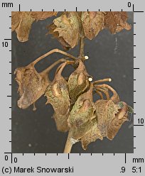 Rumex obtusifolius (szczaw tępolistny)