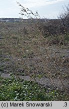 Atriplex nitens (łoboda błyszcząca)