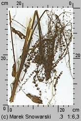 Rumex obtusifolius (szczaw tępolistny)