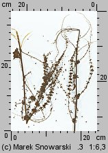 Rumex obtusifolius (szczaw tępolistny)