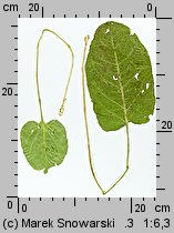 Rumex obtusifolius (szczaw tępolistny)