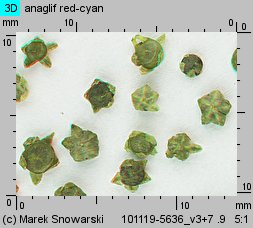 Atriplex nitens (łoboda błyszcząca)