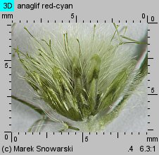 Gnaphalium sylvaticum (szarota leśna)