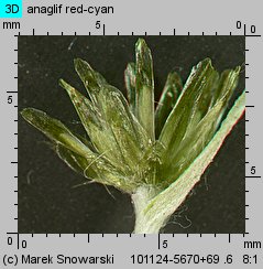 Gnaphalium sylvaticum (szarota leśna)