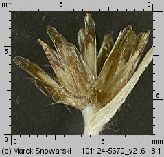 Gnaphalium sylvaticum (szarota leśna)