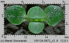 Epilobium obscurum (wierzbownica rózgowata)