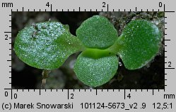 Epilobium obscurum (wierzbownica rózgowata)