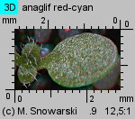 Arabidopsis thaliana siewka (rozwój rzodkiewnika pospolitego)