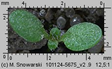 Arabidopsis thaliana siewka (rozwój rzodkiewnika pospolitego)