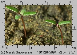 Chenopodium glaucum siewka (rozwój komosy siniej)