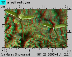 Chenopodium glaucum siewka (rozwój komosy siniej)