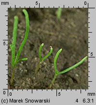 Spergula arvensis siewka (rozwój sporka polnego)